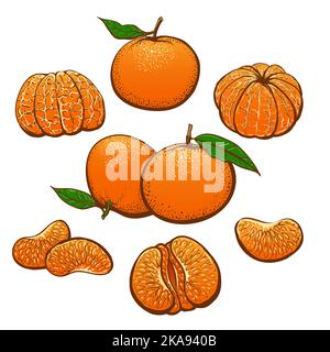 Couleur mandarin Illustration de Vecteur