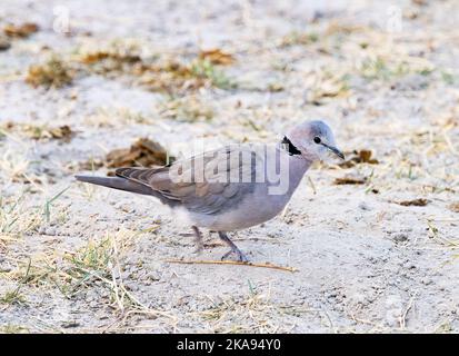Dove africaine à col, Streptopelia roseogrisea, un adulte, vue latérale, sur le sol, Okavango Delta Botswana Afrique. Oiseau africain. Banque D'Images