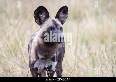 Chien sauvage africain, Lycaon Pictus, ou chien peint ou chien de chasse au Cap, une espèce en voie de disparition; un adulte, réserve de gibier de Moremi, Botswana Afrique Banque D'Images