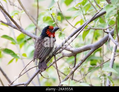 Barbet à col noir, Lybius torquatus perché dans un arbre, Okavango Delta Botswana Afrique. Oiseau africain. Banque D'Images