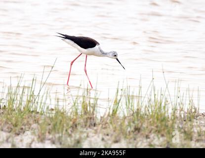 Un adulte, à ailes noires, barbote au bord d'un lac, Okavango Delta Botswana Africa. Banque D'Images
