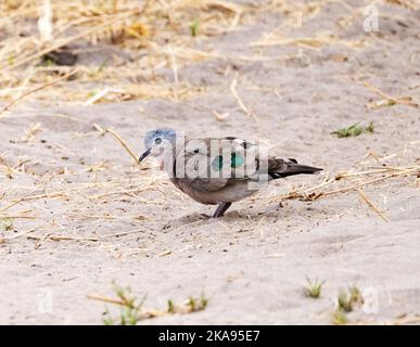 Un adulte émeraude Dove de bois tacheté; Turtur chalcospilos, vue latérale, Moremi Game Reserve, Botswana Afrique - faune africaine Banque D'Images