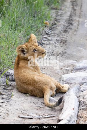 Lion cub Africa - 8 mois lion cub, Panthera leo, couché sur la route, Moremi Game Reserve, Okavango Delta, Botswana Africa - jeune animal africain. Banque D'Images