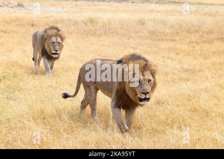 Deux magnifiques Lions mâles adultes, Panthera leo, marchant dans les prairies; Moremi Game Reserve, Okavango Delta Botswana Africa. Animaux africains. Banque D'Images