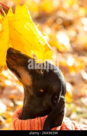 Portrait d'un chien de dachshund dans les feuilles mortes d'un parc d'automne par une journée ensoleillée. Marche avec un chien vêtu d'une combinaison chaude par temps froid. Banque D'Images