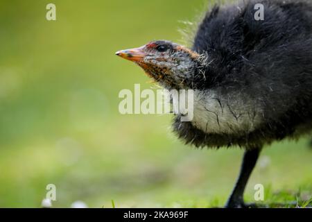 Un gros plan d'un coq à bouton rouge marchant sur une pelouse verte par une journée ensoleillée Banque D'Images