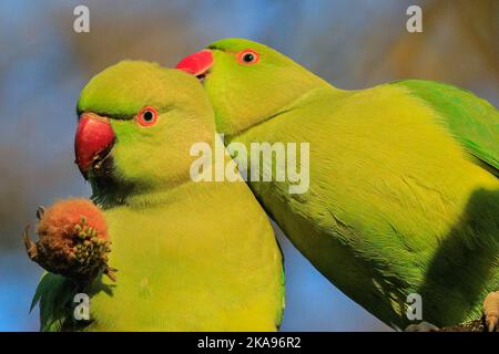 Londres, Royaume-Uni. 01st novembre 2022. Une paire de parakeet à rosier (Psittacula krameri, également connu sous le nom de parakeet à col annulaire) se groom dans un arbre dans le parc de St James' Park sous le soleil de l'après-midi. Credit: Imagetraceur/Alamy Live News Banque D'Images