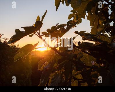 Un beau coucher de soleil derrière les feuilles de figues Banque D'Images