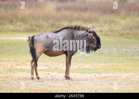 Un Wildebeest bleu adulte, Connochaetes taurinus, alias le Wildebeest commun, vue latérale, delta d'Okavango, Botswana Afrique. Afrique animal Banque D'Images