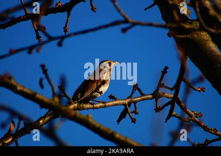 Un fieldfare dans la soirée lumière dans un cerisier en février contre un ciel bleu. Les couleurs sont floues et le camouflage semble parfait. Banque D'Images