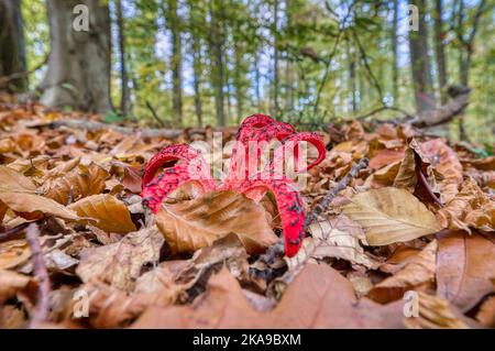 Champignons exotiques dans les forêts européennes - Clathrus archeri Banque D'Images