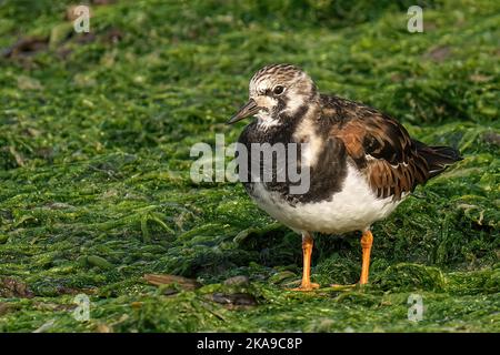 Un gros plan de la ruddy turnstone (arenaria interprés) sur sol humide Banque D'Images