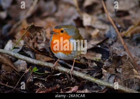 Un voleur chasse les insectes et les vers sous une haie dans un parc. Se produisent généralement dans les espaces verts urbains. Banque D'Images