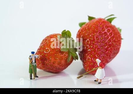 quelques agriculteurs se tiennent devant des fraises mûres, sur fond blanc, en gros plan Banque D'Images