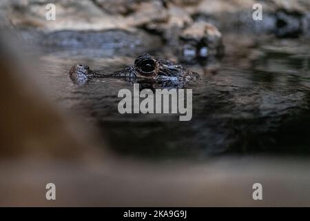 West African Dwarf Crocodile dans son enceinte au Franklin Park Zoo à Boston Massachusetts Banque D'Images