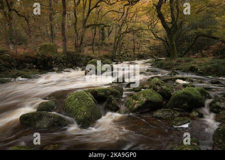 Dewerstone Wood; parc national de Dartmoor, Devon, Royaume-Uni. 1st novembre 2022. La rivière Plym à écoulement rapide cascade sur des roches de granit à travers le bois de Dewerstone après une pluie torentielle le jour de novembre. Malgré les fortes pluies, les réservoirs locaux restent à un niveau inquiétant et bas pour la période de l'année. Credit: Celia McMahon/Alamy Live News. Banque D'Images