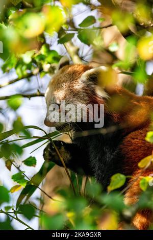 Panda rouge se relaxant dans son arbre mangeant du bambou Banque D'Images