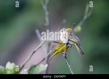 Vue latérale de quelques petits oiseaux se tenant sur une branche d'arbre, isolée sur un fond flou Banque D'Images