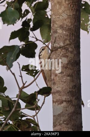 Épidocolaptes angustirostris (Lepidocolaptes angustirostris) adulte accrochant au tronc d'arbre Pantanal, Brésil. Juillet Banque D'Images