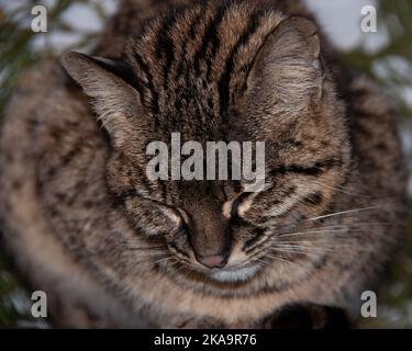 Gros plan d'un chat sauvage de Geoffroy sur un arrière-plan flou Banque D'Images