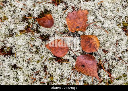 Feuilles d'automne sur fond de lichen (Cladonia arbuscula) Banque D'Images