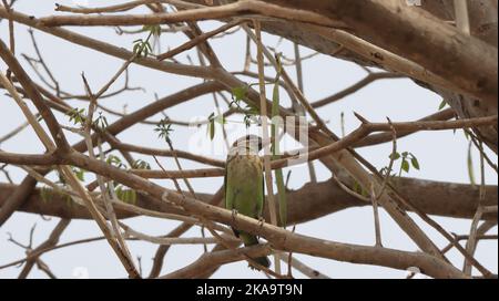 Photo sous angle d'une barbet à chetée blanche perchée sur une branche d'arbre Banque D'Images