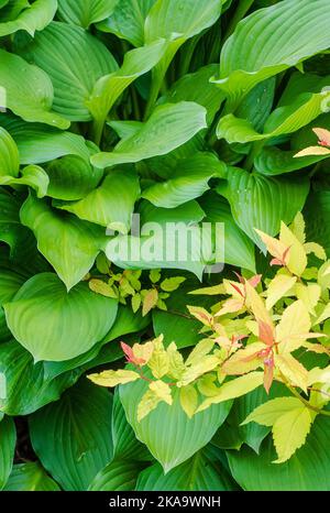 Spirea et Hosta feuilles intermingle dans un jardin de banlieue, dans le nord de l'Illinois Banque D'Images