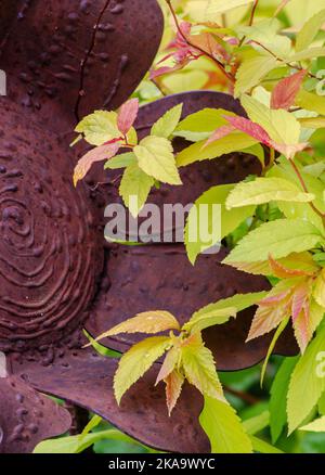 Spirea et Hosta feuilles intermingle dans un jardin de banlieue, dans le nord de l'Illinois Banque D'Images