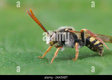 Gros plan sur une abeille Nomad à cornes orange, Nomada fulvicornis, assise sur une feuille verte dans le jardin Banque D'Images