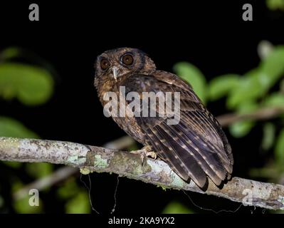 Un hibou de la Table à ventre labelé (Megascops watsonii) perché sur une branche la nuit. Parc national de l'Amazonie, État de Pará, Brésil. Banque D'Images