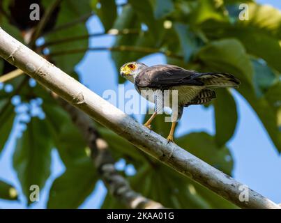 Un petit faucon sauvage (Microspizias superciliosus) debout sur une branche. Roraima, Brésil. Banque D'Images