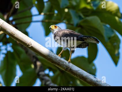 Un petit faucon sauvage (Microspizias superciliosus) debout sur une branche. Roraima, Brésil. Banque D'Images