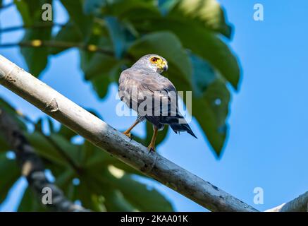Un petit faucon sauvage (Microspizias superciliosus) debout sur une branche. Roraima, Brésil. Banque D'Images