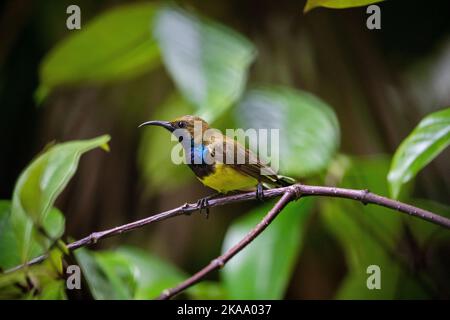 Sunbird mâle regardant le cadre gauche en perching, il regardait une Sunbird femelle pendant que cette photo était Banque D'Images