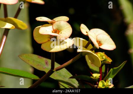 Gros plan de la fleur de Thorn du Christ jaune (Euphorbia Milli Desmoul) à Sydney, Nouvelle-Galles du Sud, Australie (photo de Tara Chand Malhotra) Banque D'Images