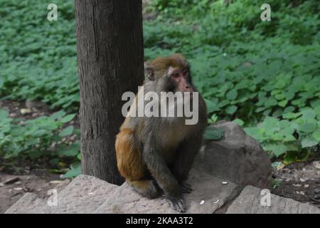 Un cliché sélectif d'un macaque sur des escaliers en pierre Banque D'Images