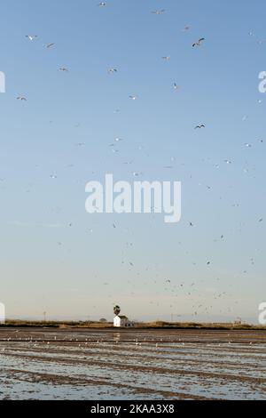 Paysage d'un champ de riz gorgé d'eau avec un petit chalet en arrière-plan avec des mouettes volant sur le champ et des hérons sur le sol. Agriculture Banque D'Images