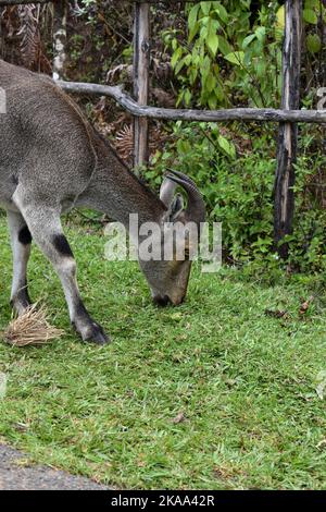 Un gros plan d'une tahr Nilgiri paître à côté d'une route Banque D'Images