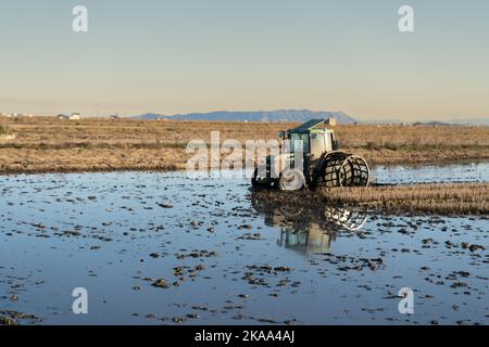 Paysage avec un tracteur à roues spéciales labourant un champ de riz inondé préparant le terrain pour la plantation dans le parc naturel d'Albufera, Valence, Espagne. A Banque D'Images