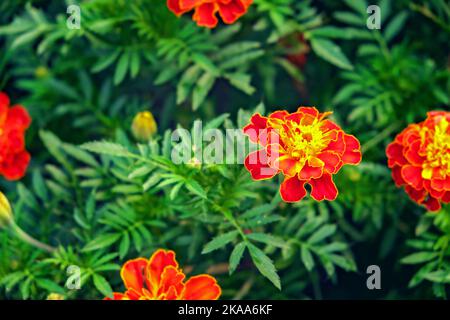 Orange et rouge tagetes ou Marigold fleurs dans le jardin de la maison. Tagetes fleurit sur un fond vert d'un jardin à la maison par une journée ensoleillée. Banque D'Images