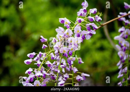 Gros plan d'une abeille pollinisant des fleurs violettes de wisteria japonaise au printemps Banque D'Images