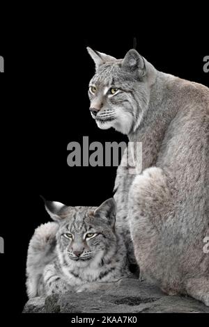 mère lynx avec bébé, gros plan Banque D'Images