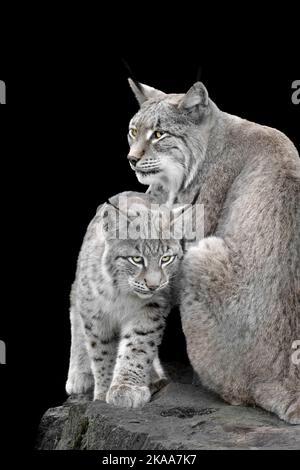 mère lynx avec bébé, gros plan Banque D'Images