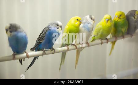 Budgerigars multicolores Banque D'Images