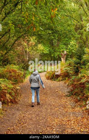 Personne marchant à travers les feuilles mortes en automne sur Kinver Edge Staffordshire Angleterre Banque D'Images