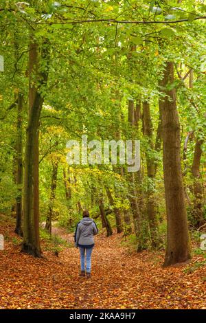 Personne marchant à travers les feuilles mortes en automne sur Kinver Edge Staffordshire Angleterre Banque D'Images