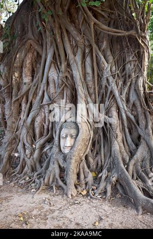 Tête de Buddha enveloppée dans les racines d'un arbre de Bodhi à Wat Mahathat à Ayuthaya Thaïlande Banque D'Images