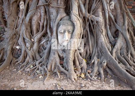 Tête de Buddha enveloppée dans les racines d'un arbre de Bodhi à Wat Mahathat à Ayuthaya Thaïlande Banque D'Images