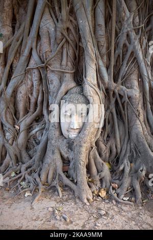 Tête de Buddha enveloppée dans les racines d'un arbre de Bodhi à Wat Mahathat à Ayuthaya Thaïlande Banque D'Images