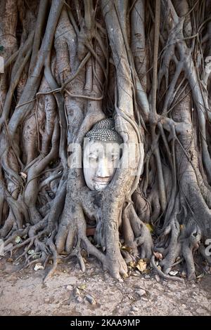 Tête de Buddha enveloppée dans les racines d'un arbre de Bodhi à Wat Mahathat à Ayuthaya Thaïlande Banque D'Images